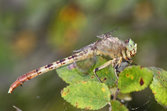 Arigomphus submedianus