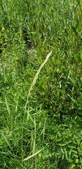 Elymus gmelinii