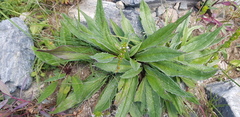 Saussurea alpina