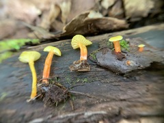 Hygrocybe parvula