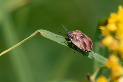 Homaemus aeneifrons