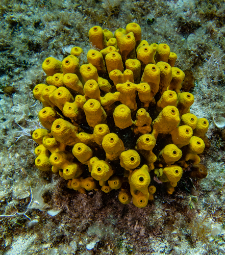 Gold Sponge, photo 5 of 8