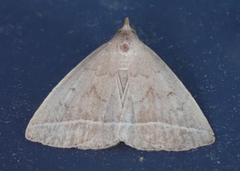 Zanclognatha marcidilinea