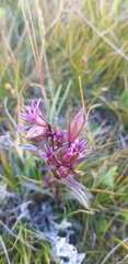 Gentianella amarella acuta