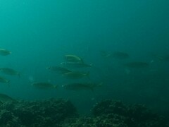 Decapterus macrosoma