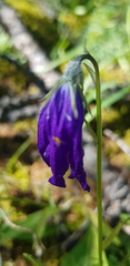 Campanula stevenii