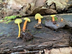 Hygrocybe parvula