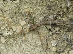 Podarcis melisellensis