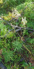 Aconitum barbatum
