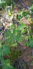 Anemonastrum crinitum