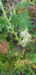 Aconitum barbatum