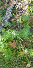Aconitum barbatum