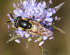 Callicera