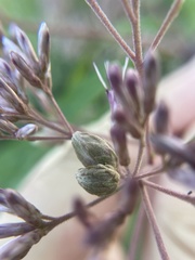 Anthodiplosis eutrochii