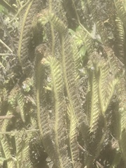 Phacelia ramosissima austrolitoralis