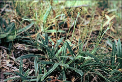 Plantago varia