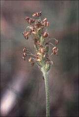 Plantago varia