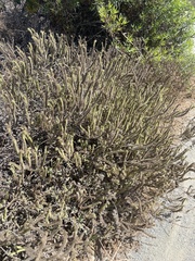 Phacelia ramosissima austrolitoralis
