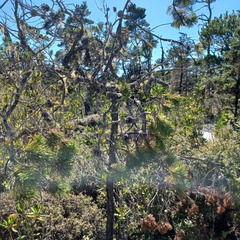 Pinus contorta bolanderi