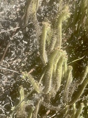 Phacelia ramosissima austrolitoralis