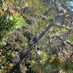 Pinus contorta bolanderi