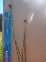 Juncus bolanderi