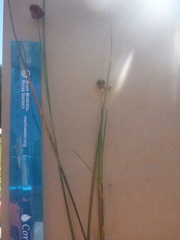 Juncus bolanderi