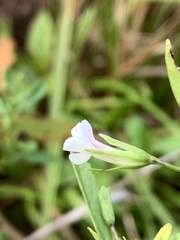 Mecardonia acuminata