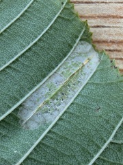 Phyllonorycter auronitens