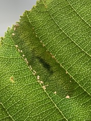 Phyllonorycter auronitens