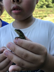 Diploderma polygonatum