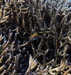 Neoglyphidodon melas