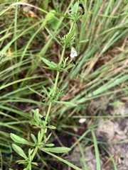 Mecardonia acuminata