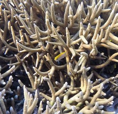 Neoglyphidodon melas