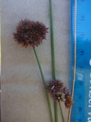 Juncus bolanderi