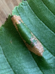 Phyllonorycter auronitens