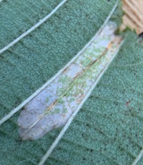Phyllonorycter auronitens
