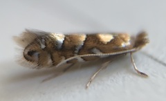 Phyllonorycter auronitens