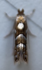 Phyllonorycter auronitens