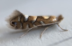 Phyllonorycter auronitens