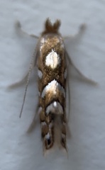 Phyllonorycter auronitens