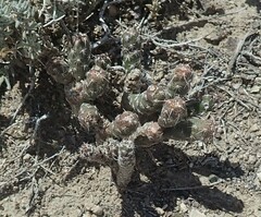 Micropuntia pulchella