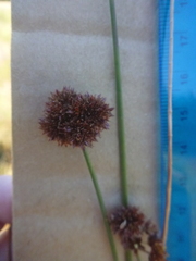 Juncus bolanderi
