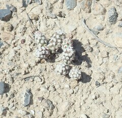 Micropuntia pulchella