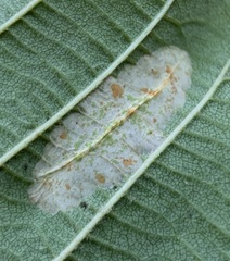 Phyllonorycter auronitens