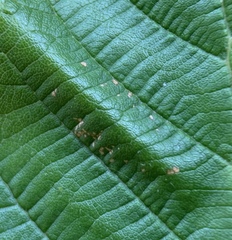 Phyllonorycter auronitens