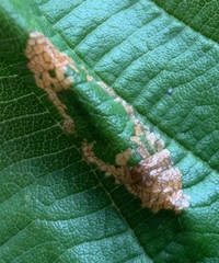 Phyllonorycter auronitens