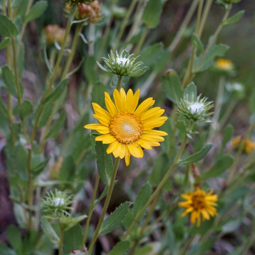 Arizona Gumweed (Grindelia arizonica)