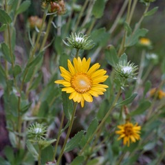 Grindelia arizonica