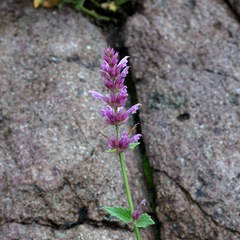 Agastache pallidiflora